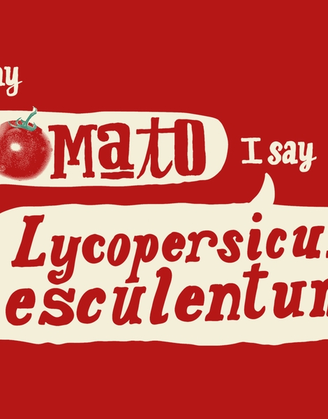 You say tomato, I say Lycopersicon esculentum Hero Shot