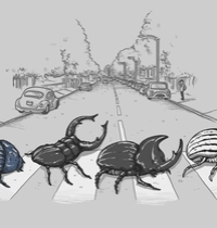 The Beetles t-shirt design