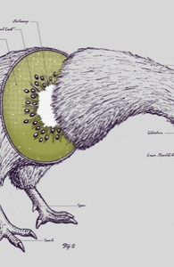 Kiwi Anatomy