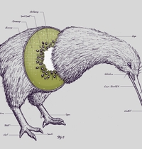 Kiwi Anatomy t-shirt design