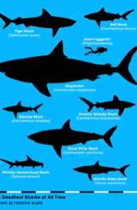 The Deadliest Sharks of All Time, Aled's Designs + Threadless Collection