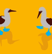 Nice Boobies t-shirt design
