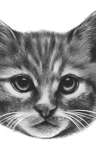 Everybody Wants to be a Cat