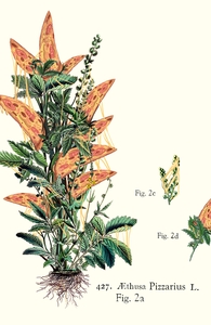 Vegetabilis Pizzarius