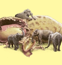 Elephant s Paradise t-shirt design