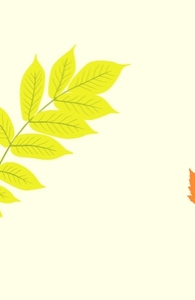 Maple Walnut